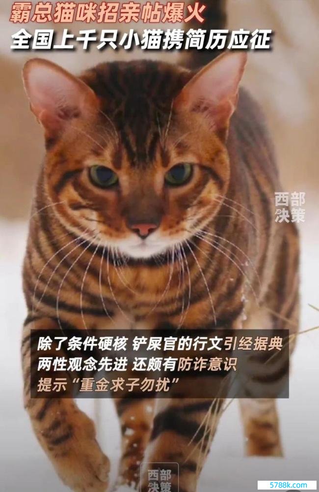 贵族猫招亲竞争浓烈经由堪比考公 不到一天诱惑2000多只猫咪围不雅自荐