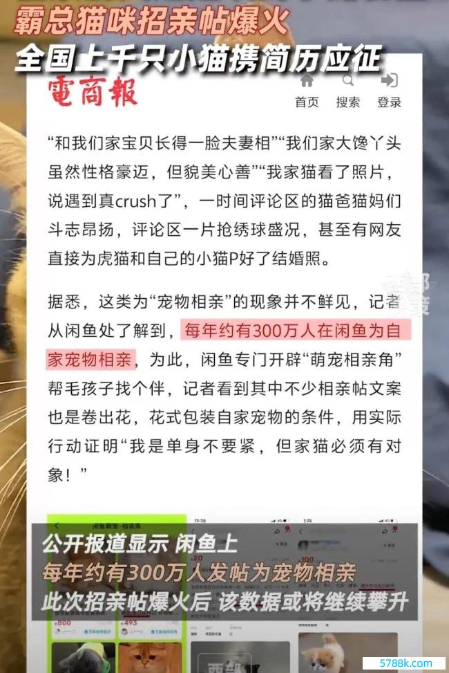 贵族猫招亲竞争浓烈经由堪比考公 不到一天诱惑2000多只猫咪围不雅自荐