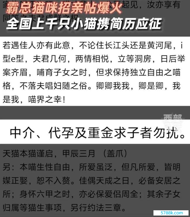 贵族猫招亲竞争浓烈经由堪比考公 不到一天诱惑2000多只猫咪围不雅自荐