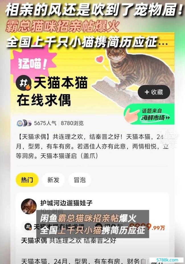 贵族猫招亲竞争浓烈经由堪比考公 不到一天诱惑2000多只猫咪围不雅自荐