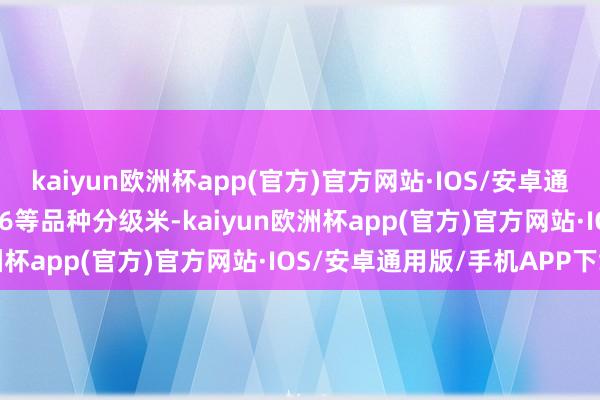 kaiyun欧洲杯app(官方)官方网站·IOS/安卓通用版/手机APP下载9616等品种分级米-kaiyun欧洲杯app(官方)官方网站·IOS/安卓通用版/手机APP下载